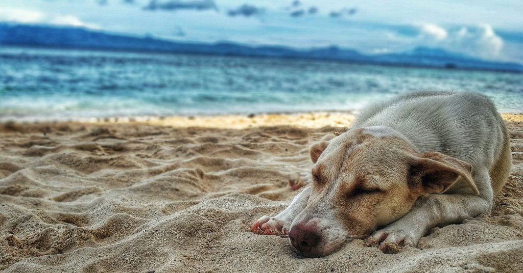 minimal-pet-photography